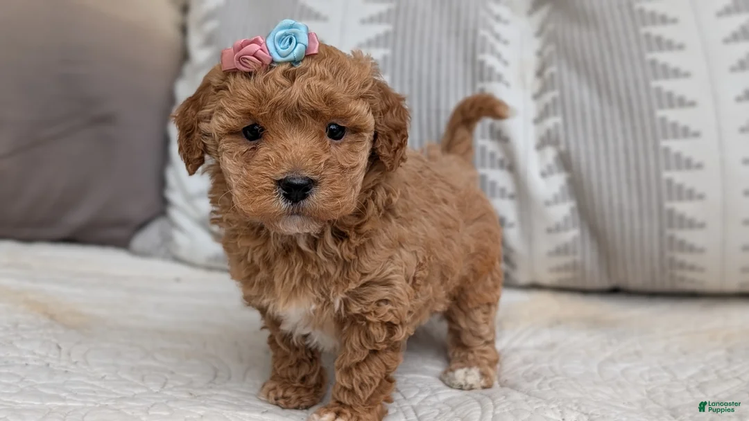Havapoo dogs for sale: Tessa - Ad 2