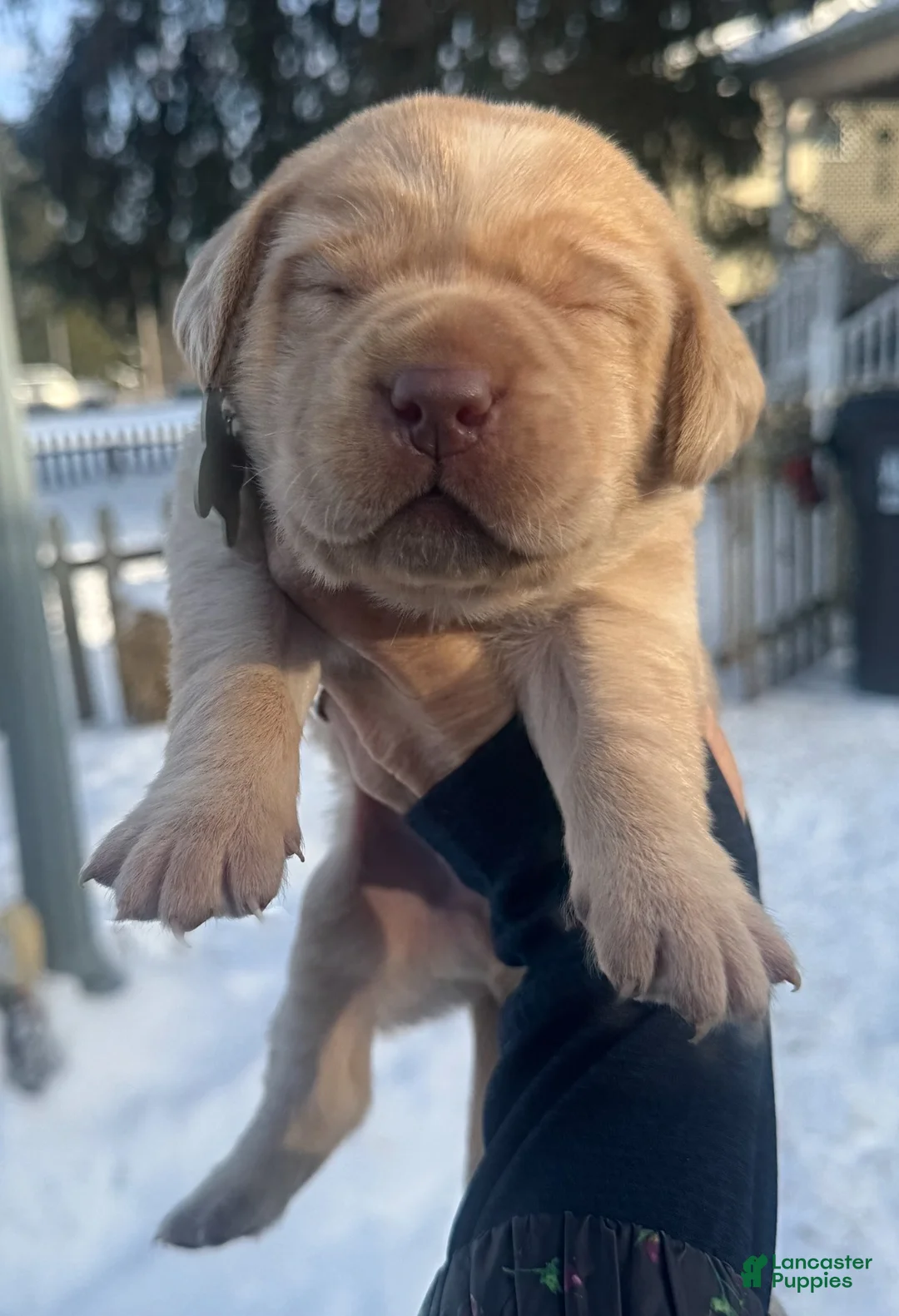 Labrador Retriever dogs for sale: Labrador Retriever Puppy 2 - Ad 15