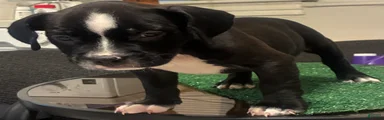 American Bully 2