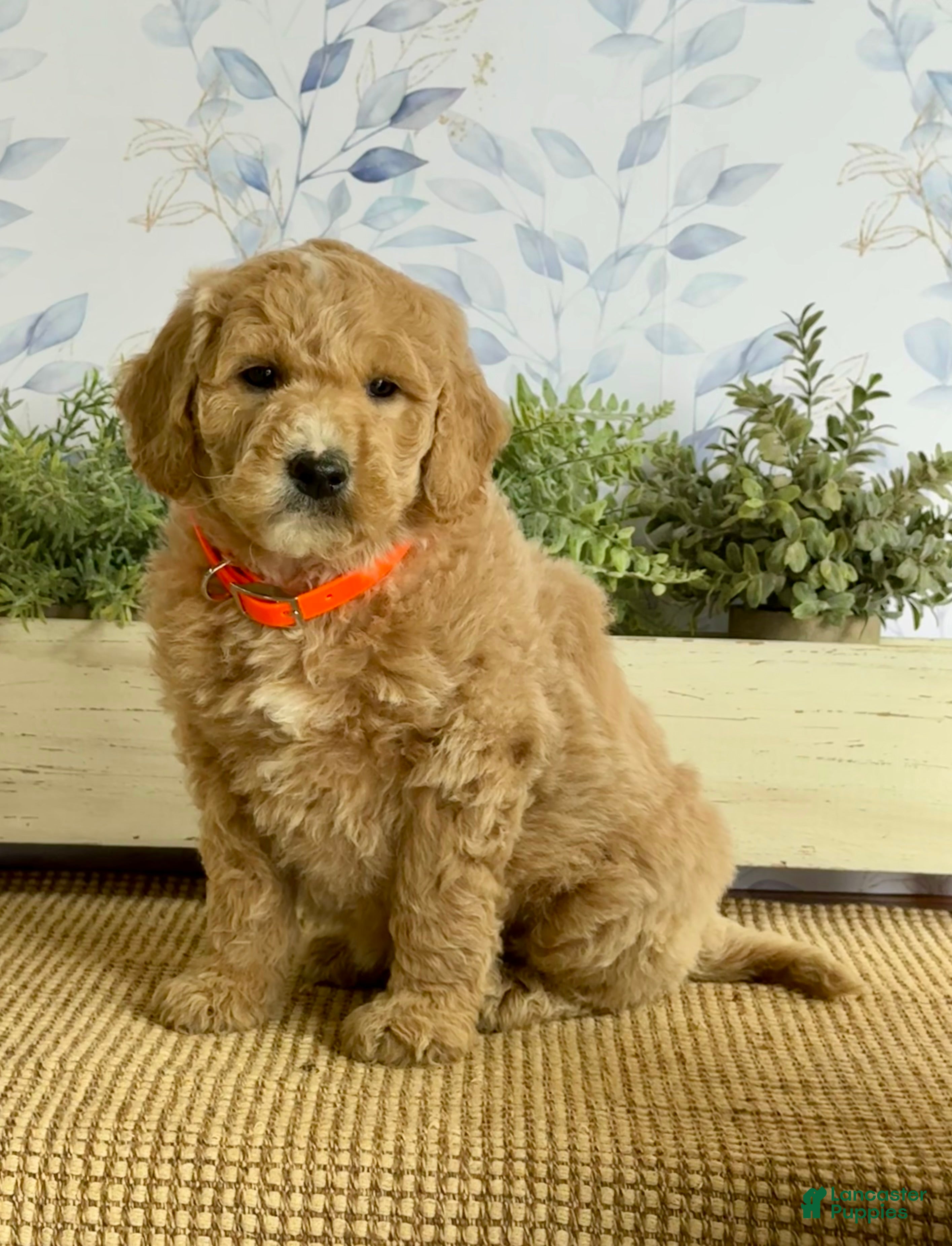 Mixed Breed dogs Kermit - Ad 1