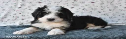 Bernedoodle dogs for sale: Max - Ad 10
