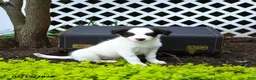 Border Collie dogs for sale: Louie - Ad 1