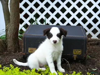 Border Collie dogs for sale: Louie - Ad 3