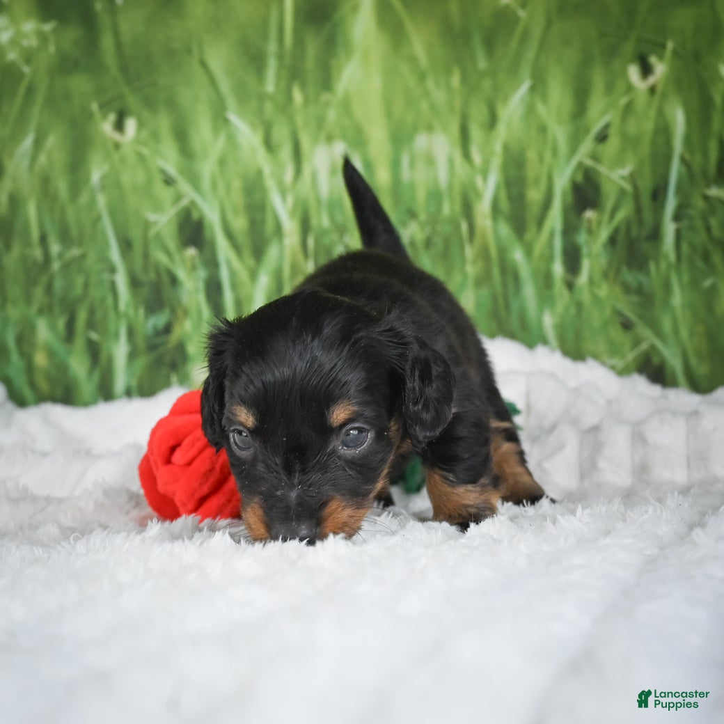 Miniature Dachshund dogs AKC Sierra - Ad 2