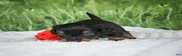 Miniature Dachshund dogs for sale: AKC Sierra - Ad 2