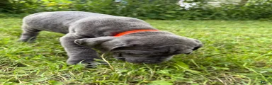 Cane Corso 8