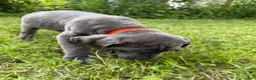 Cane Corso dogs for sale: Cane Corso 8 - Ad 1