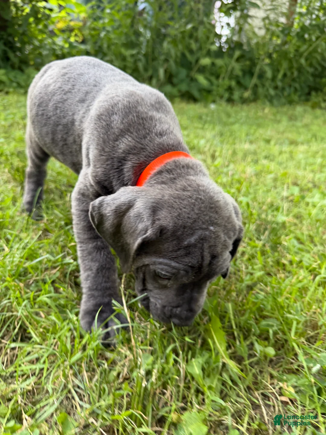 Cane Corso dogs for sale: Cane Corso 8 - Ad 1