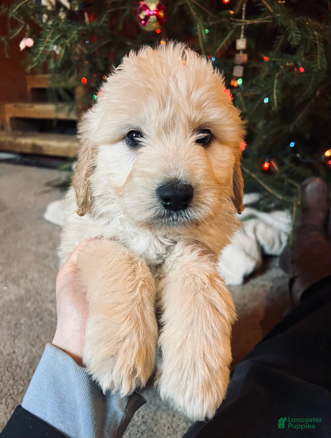 Mixed Breed dogs for sale: Avalanche  - Ad 2