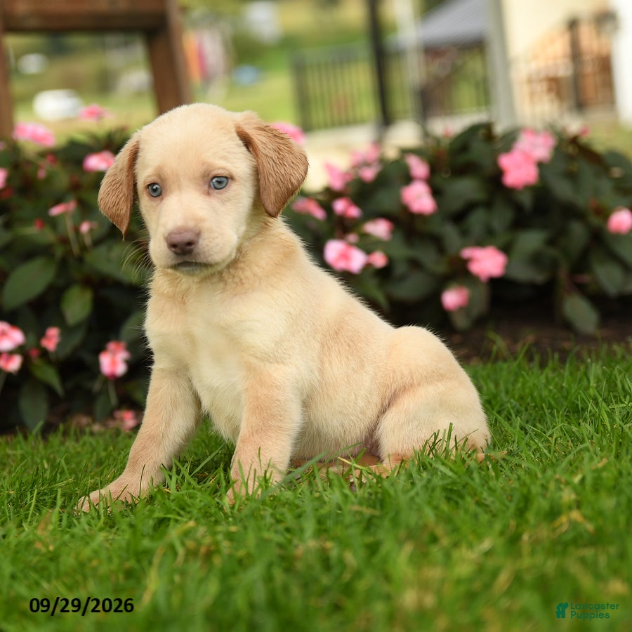 Labrador Retriever dogs Sasha - Ad 2