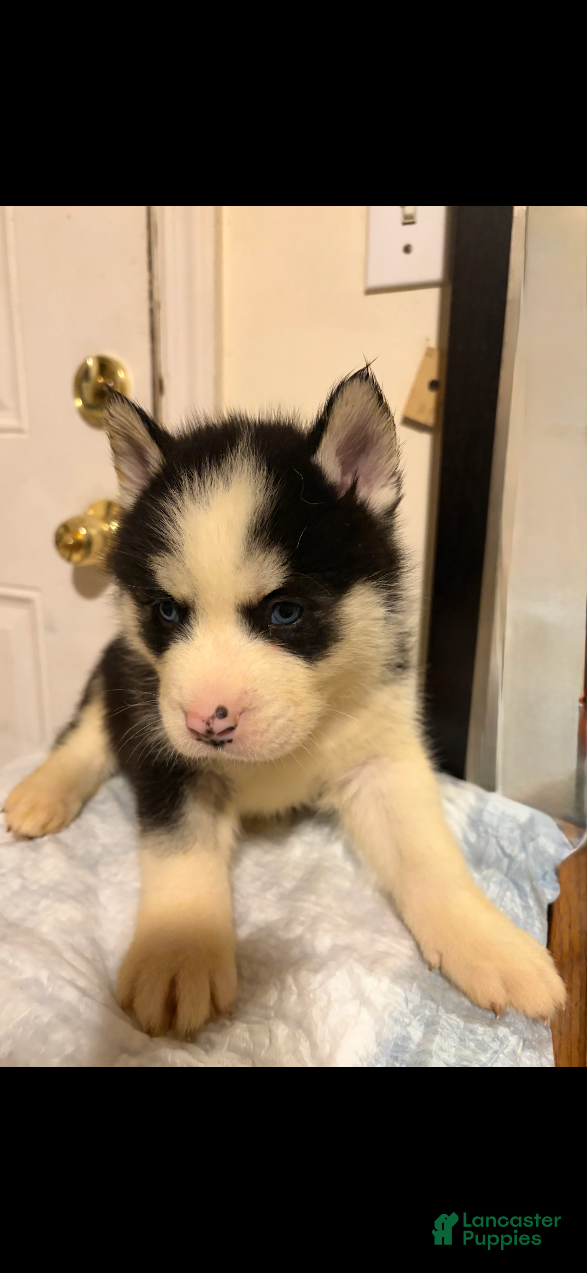 Mixed Breed dogs jr  - Ad 2