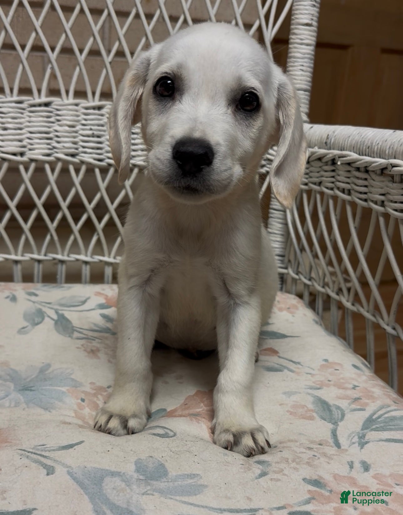 Labrador Retriever dogs for sale: Labrador Retriever Jackie - Ad 57