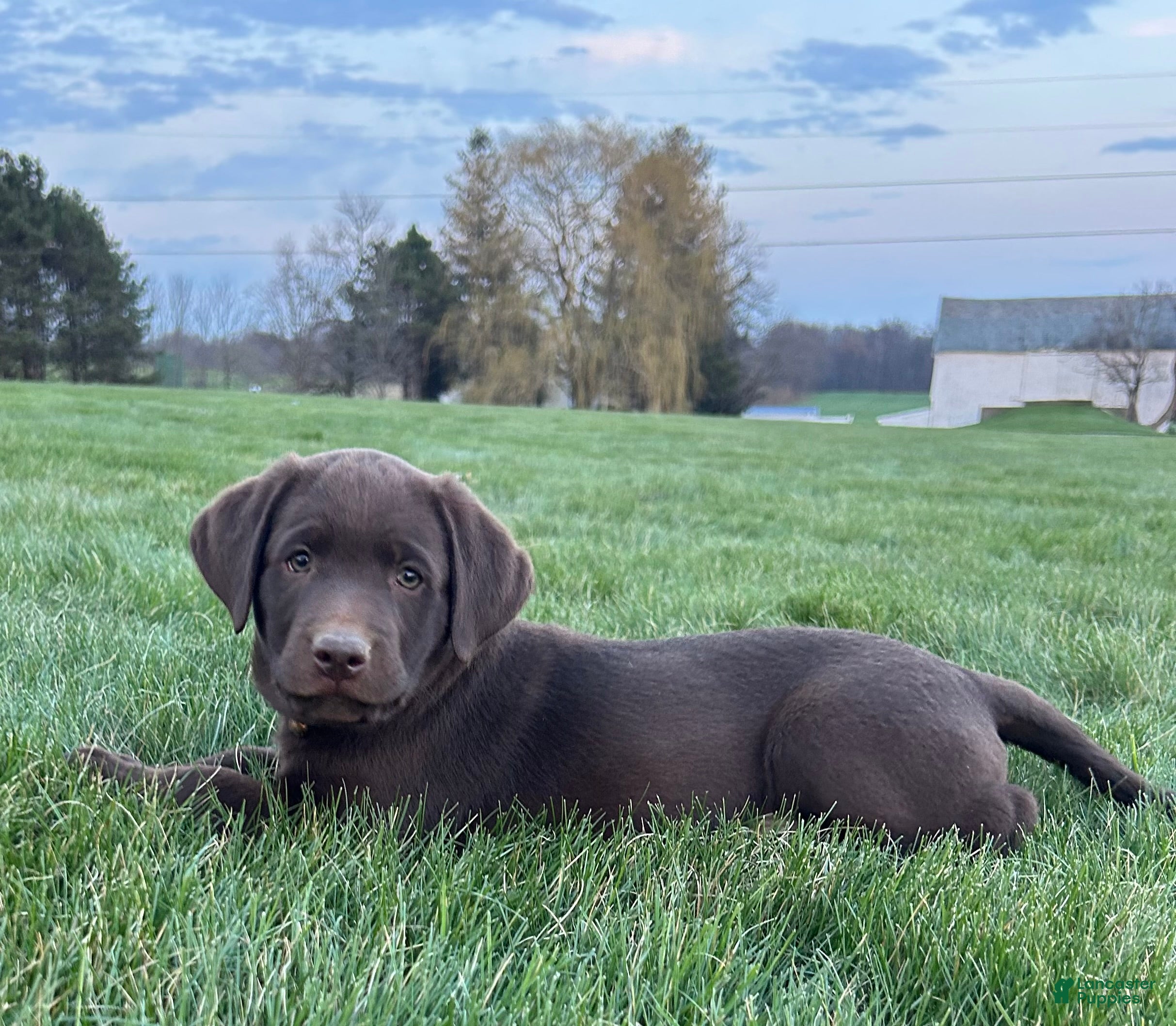 Labrador Retriever dogs Duke Labrador Retriever Puppy  - Ad 1