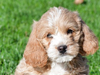 Mixed Breed dogs - Ad 12