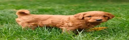 Goldendoodle dogs for sale: Chai - Ad 23