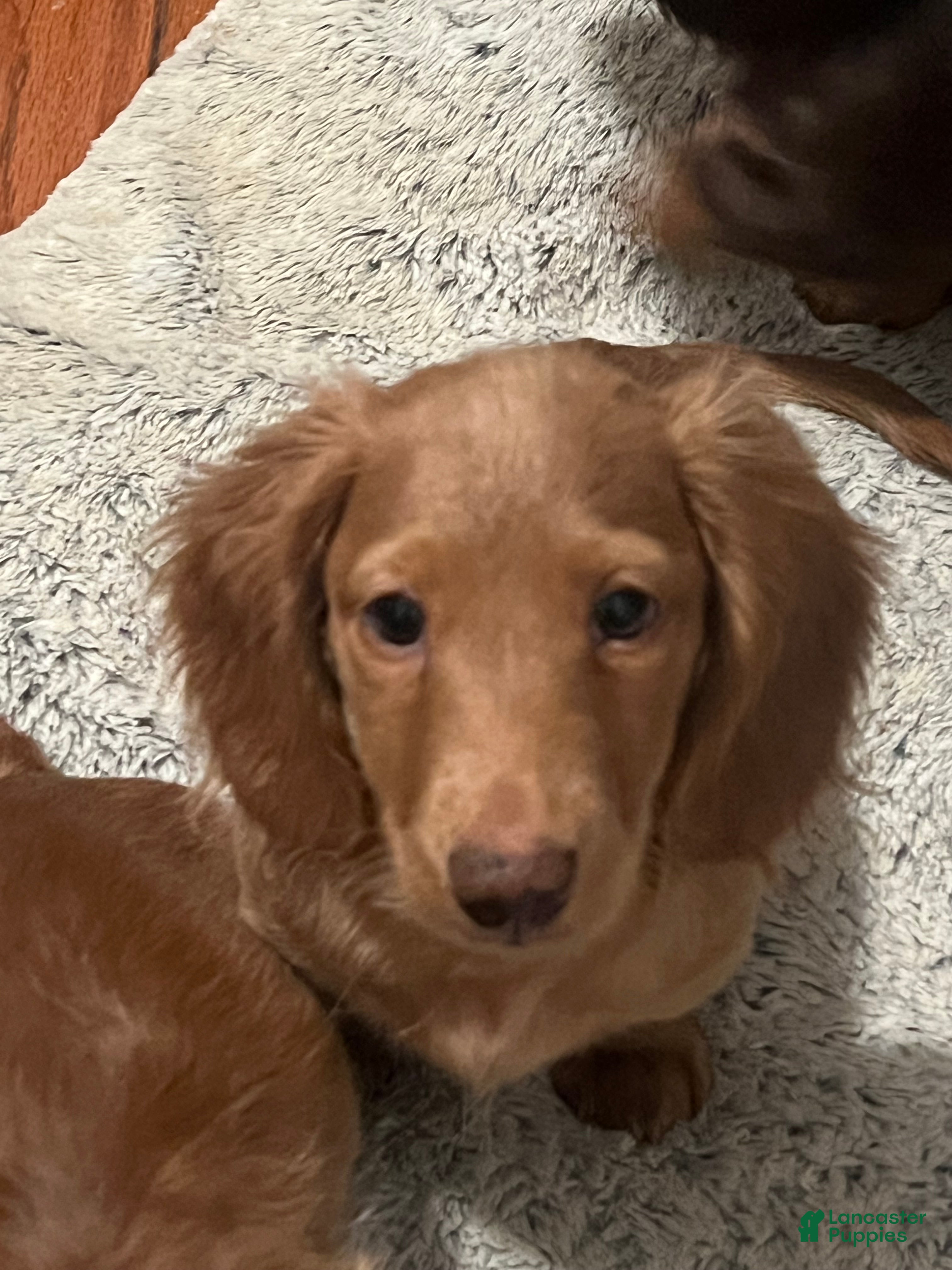 Miniature Dachshund dogs for sale: 🥜 Brittle  - Ad 2
