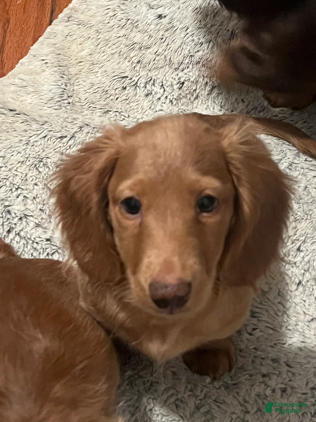 Miniature Dachshund dogs for sale: 🥜 Brittle  - Ad 1