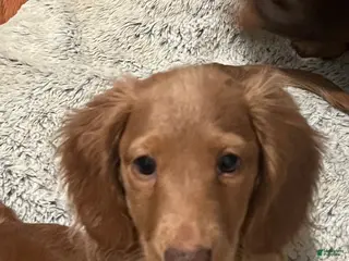 Miniature Dachshund dogs for sale: 🥜 Brittle - Ad 2