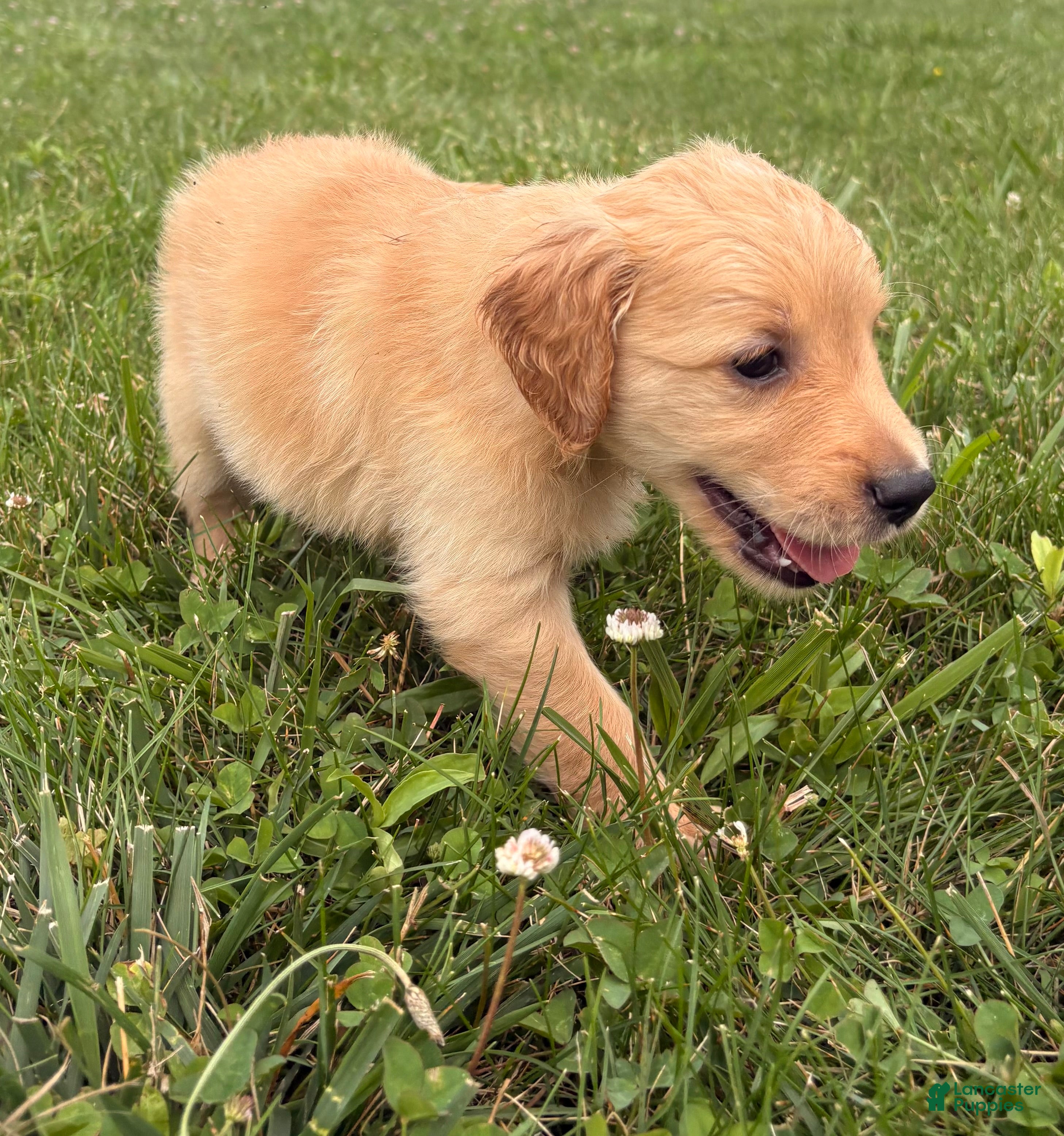 Golden Retriever dogs Bell - Ad 18