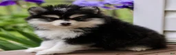 Pomsky dogs for sale: Maggie  - Ad 2
