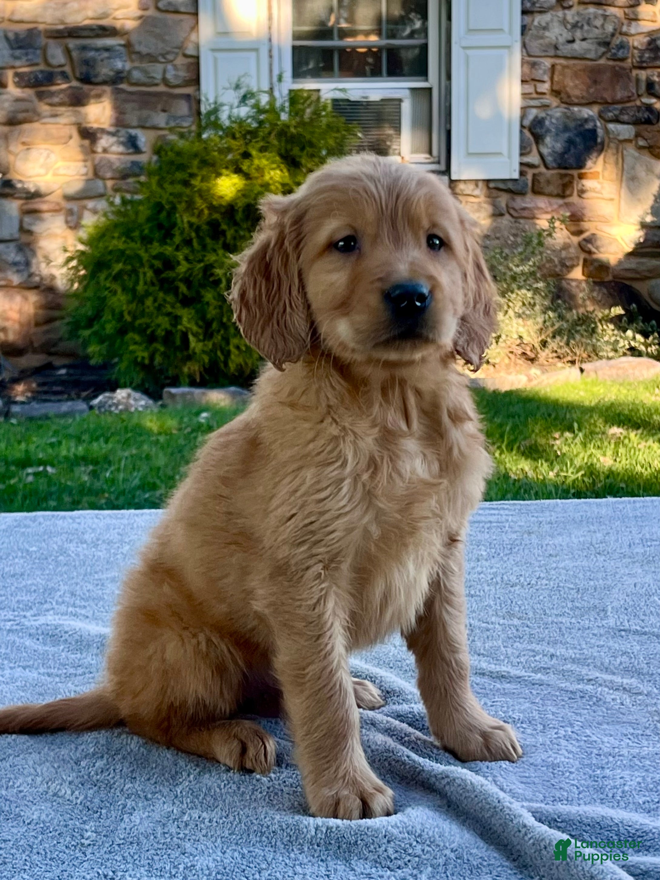 Golden Retriever dogs Levi - Ad 1