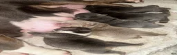 American Bully dogs for sale: American Bully 1 - Ad 2