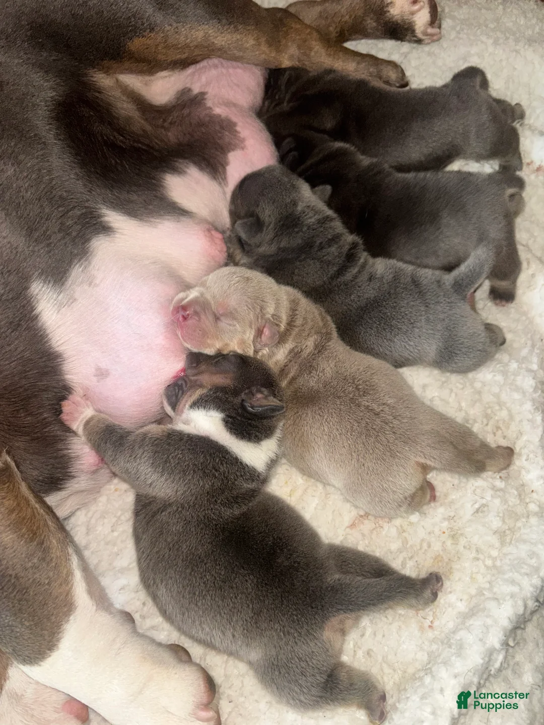 American Bully dogs for sale: American Bully 1 - Ad 2