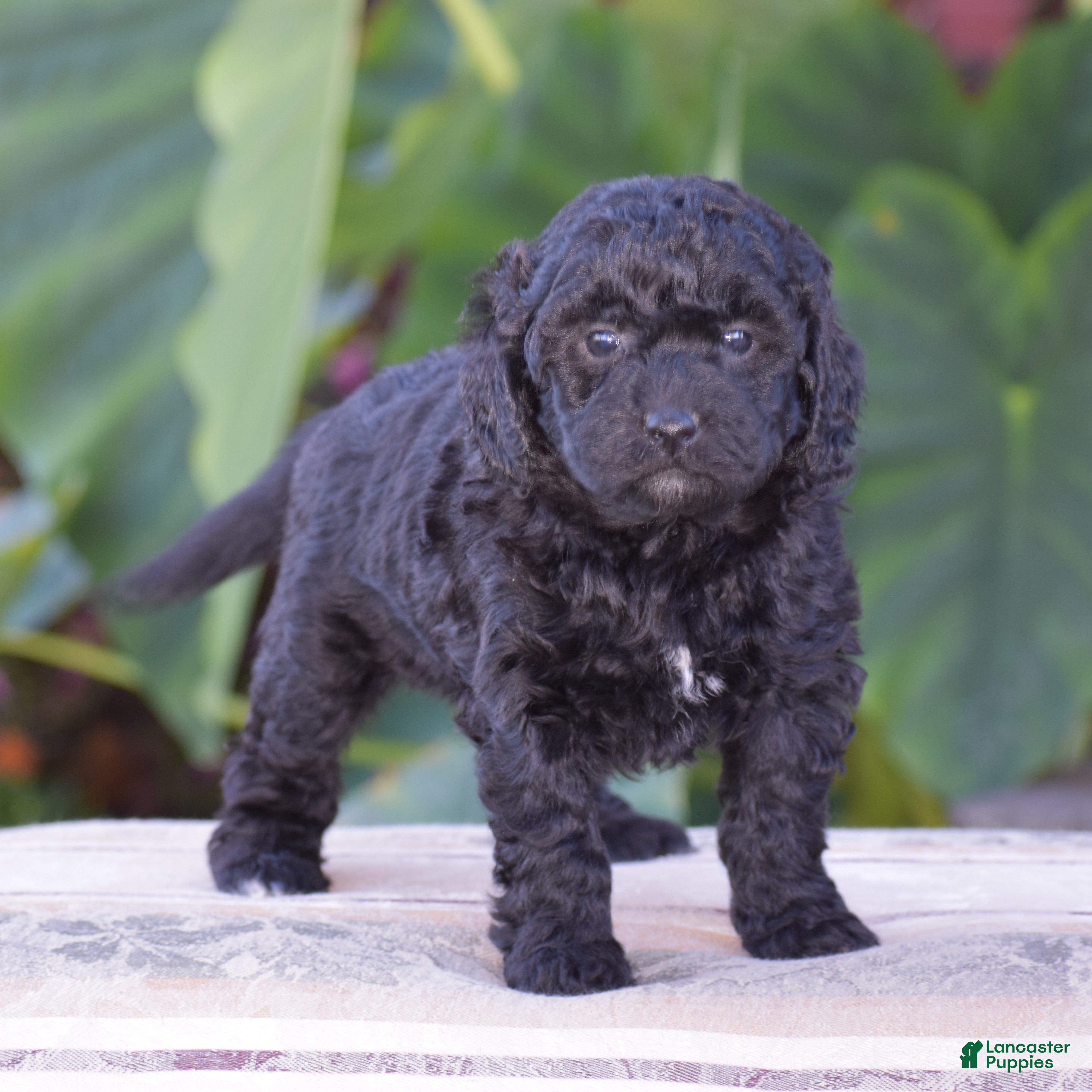 Mini Goldendoodle dogs Heidi - Ad 1