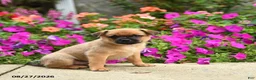Mixed Breed dogs for sale: Truman - Ad 3