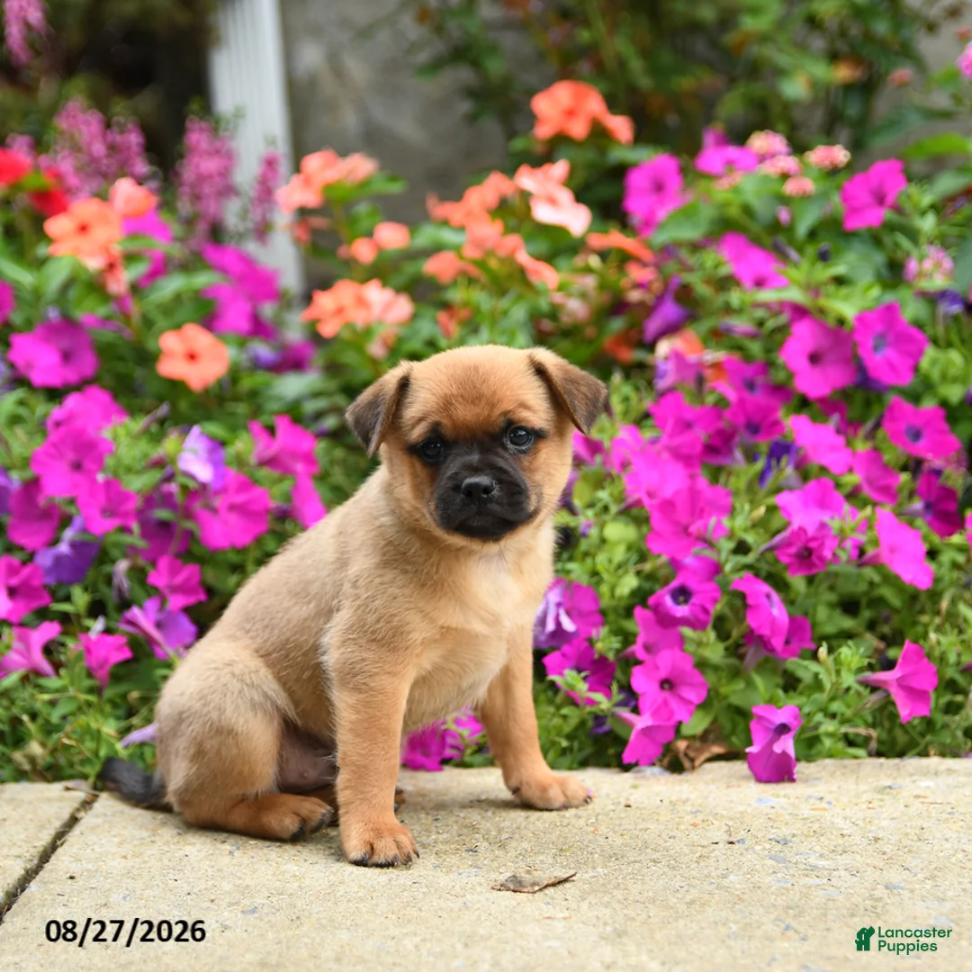 Mixed Breed dogs for sale: Truman - Ad 3