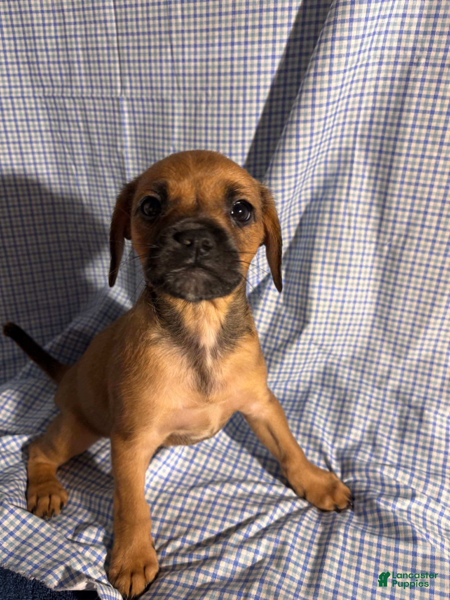 French Bulldog dogs French Bulldog Puppy 3 - Ad 15