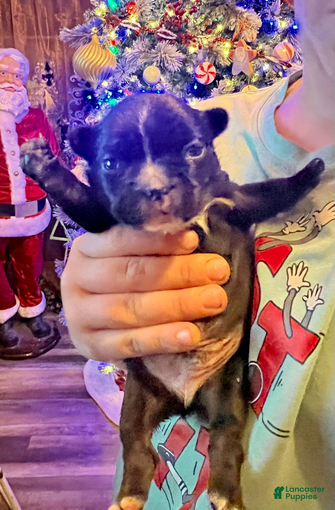 French Bulldog dogs for sale: French Bulldog Puppy 3 - Ad 4