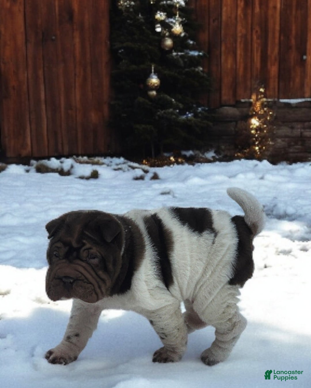 Shar Pei dogs for sale: Chucky chocolate flower mini  - Ad 14