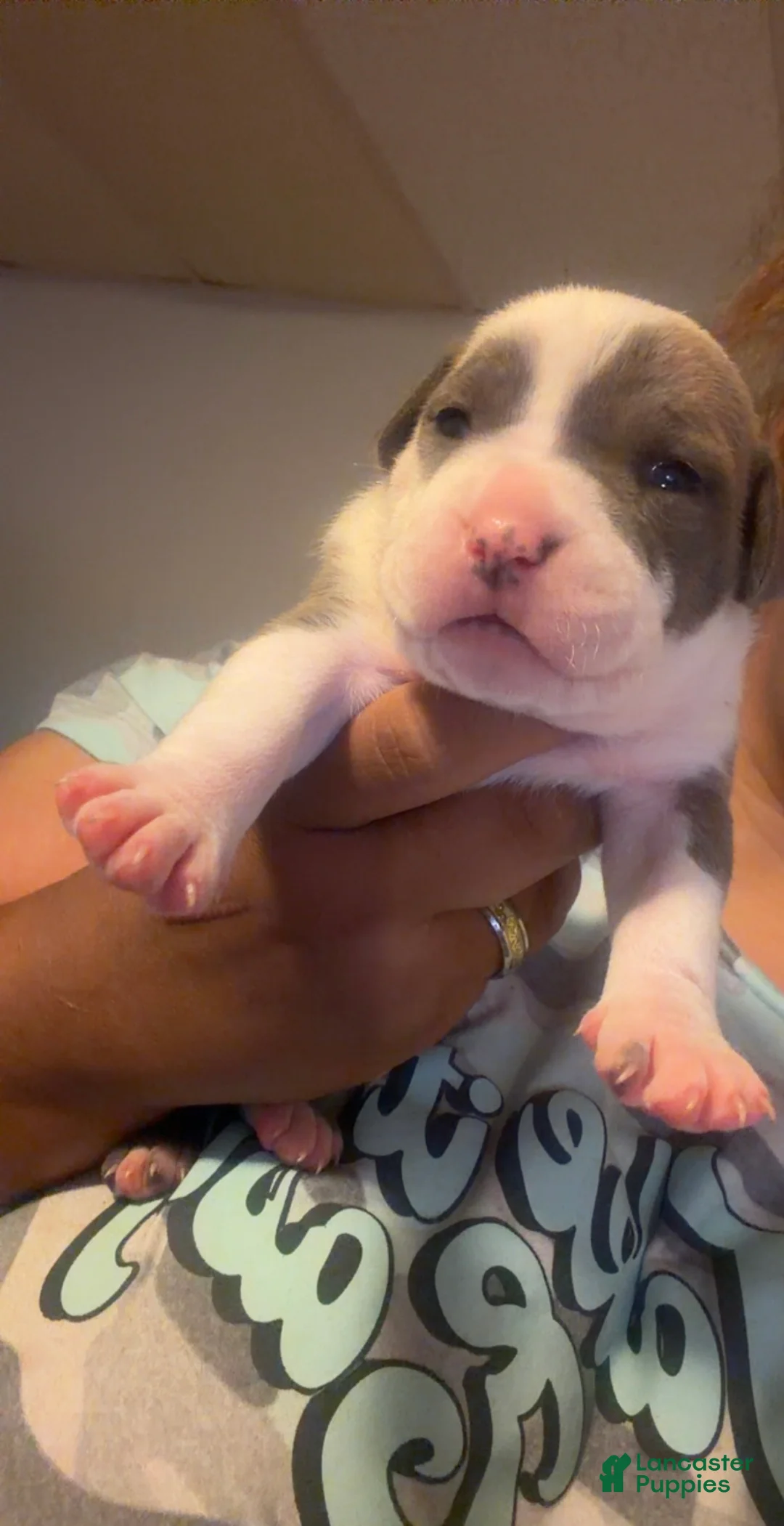 American Staffordshire Terrier dogs for sale: American Staffordshire Terrier 3 - Ad 1