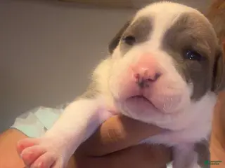 American Staffordshire Terrier dogs American Staffordshire Terrier 3 - Ad 4