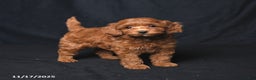 Cockapoo dogs for sale: Zinnia - Ad 2