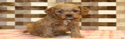 Cavapoo dogs for sale: Dylan - Ad 5