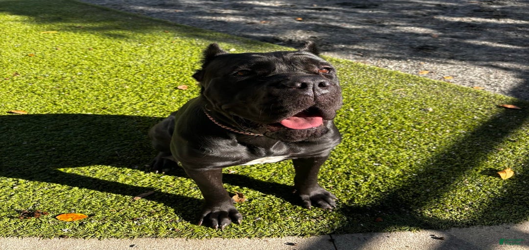 Gallery Image {{count}}