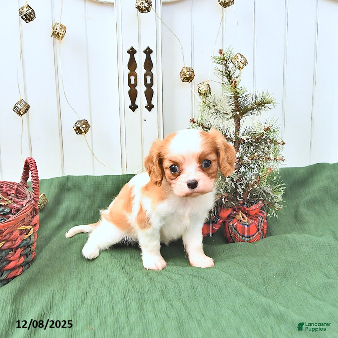 Cavalier King Charles Spaniel dogs for sale: Daisy - Ad 2
