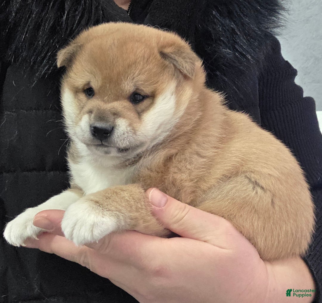 Shiba Inu dogs for sale: Ashton - Ad 10