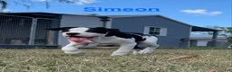 American Bulldog dogs for sale: American Bulldog Puppy Simeon - Ad 2