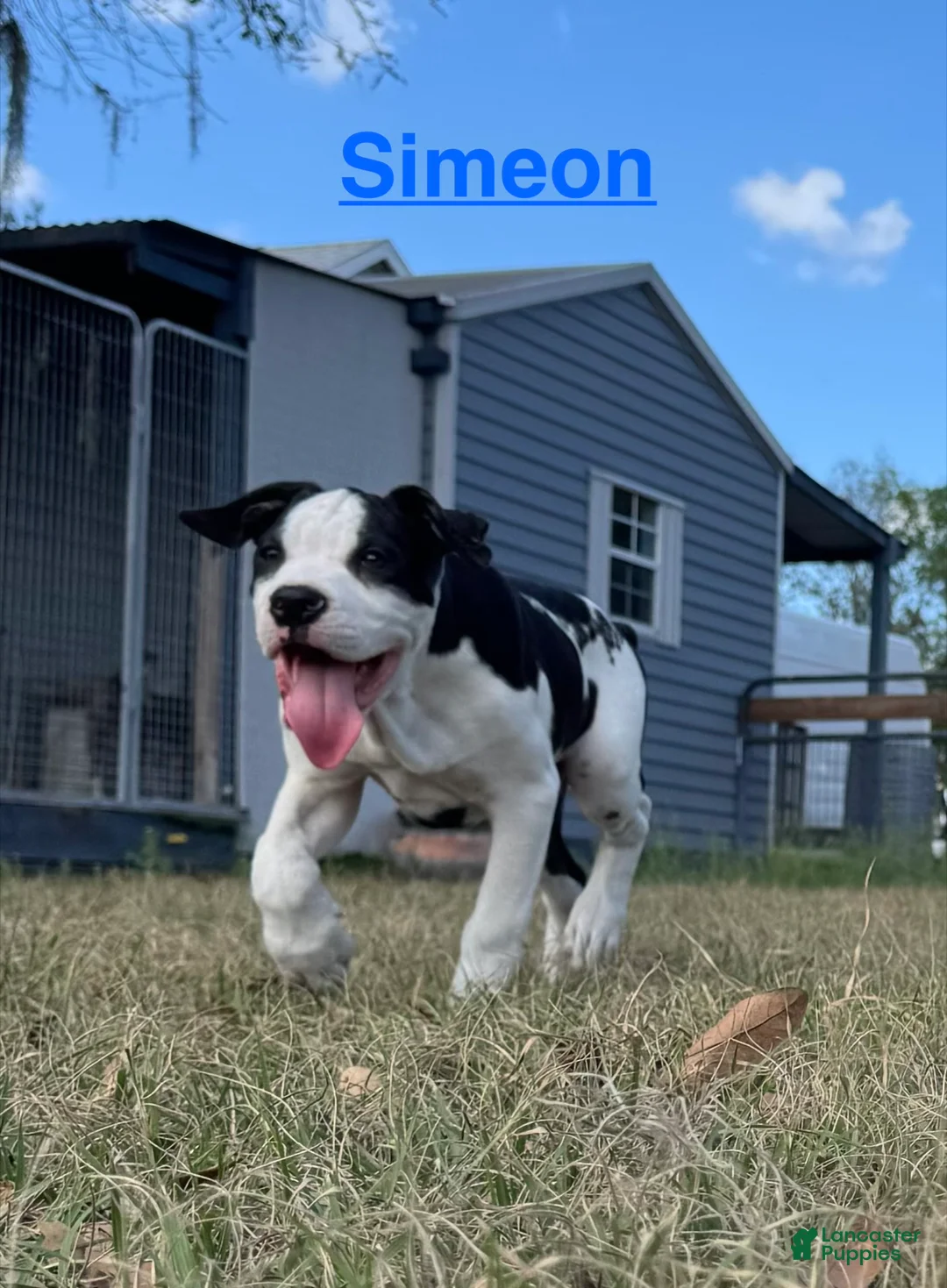 American Bulldog dogs for sale: American Bulldog Puppy Simeon - Ad 2