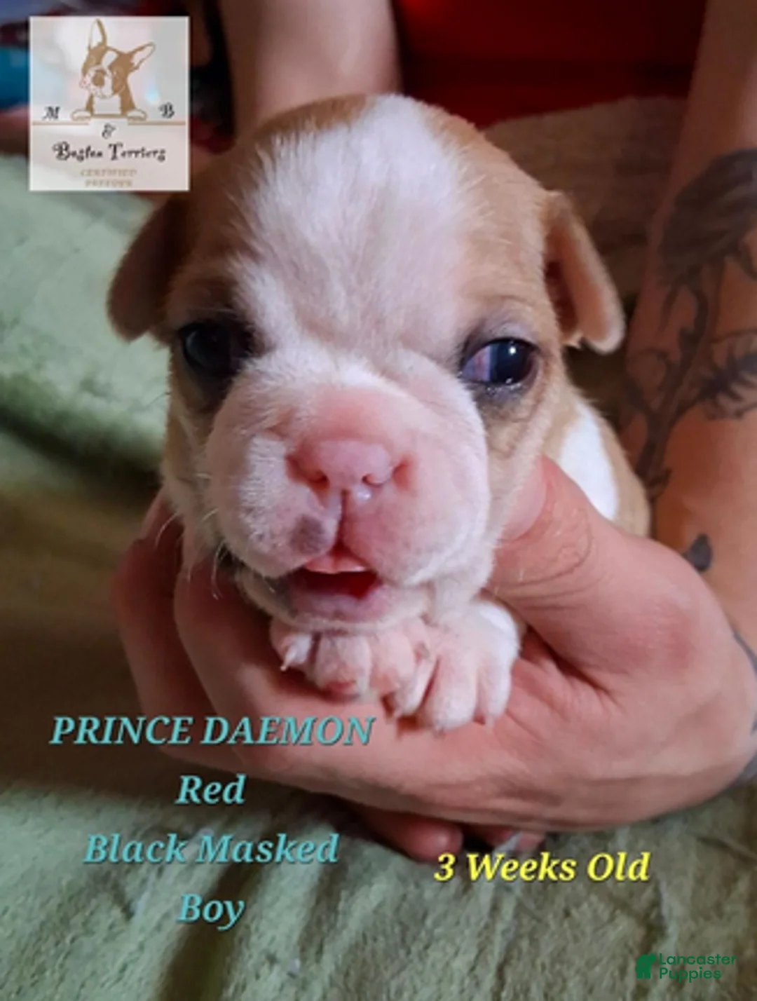 Boston Terrier dogs for sale: Prince Daemon - Ad 1