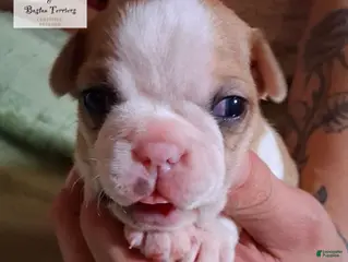 Boston Terrier dogs Prince Daemon - Ad 20