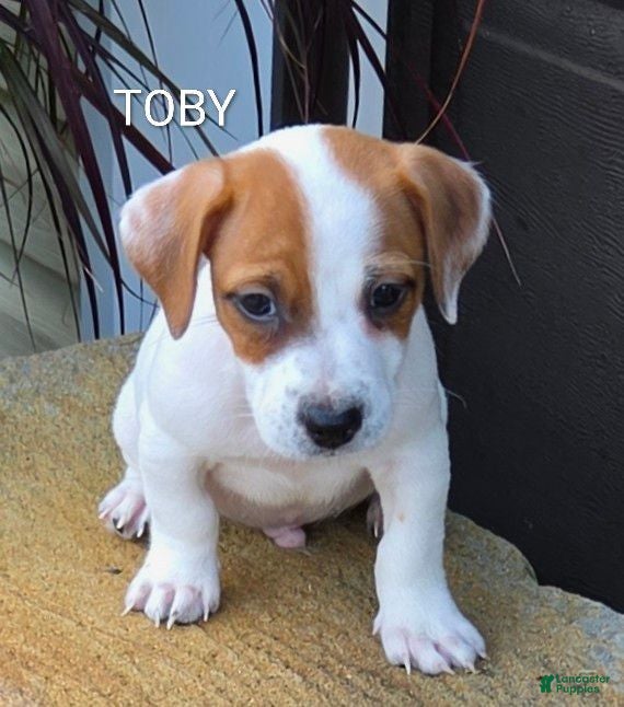 Jack Russell Terrier dogs Jack Russell Terrier 1 - Ad 1