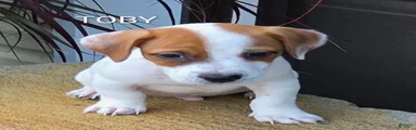Jack Russell Terrier 1