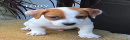 Jack Russell Terrier dogs for sale: Jack Russell Terrier 1 - Ad 1