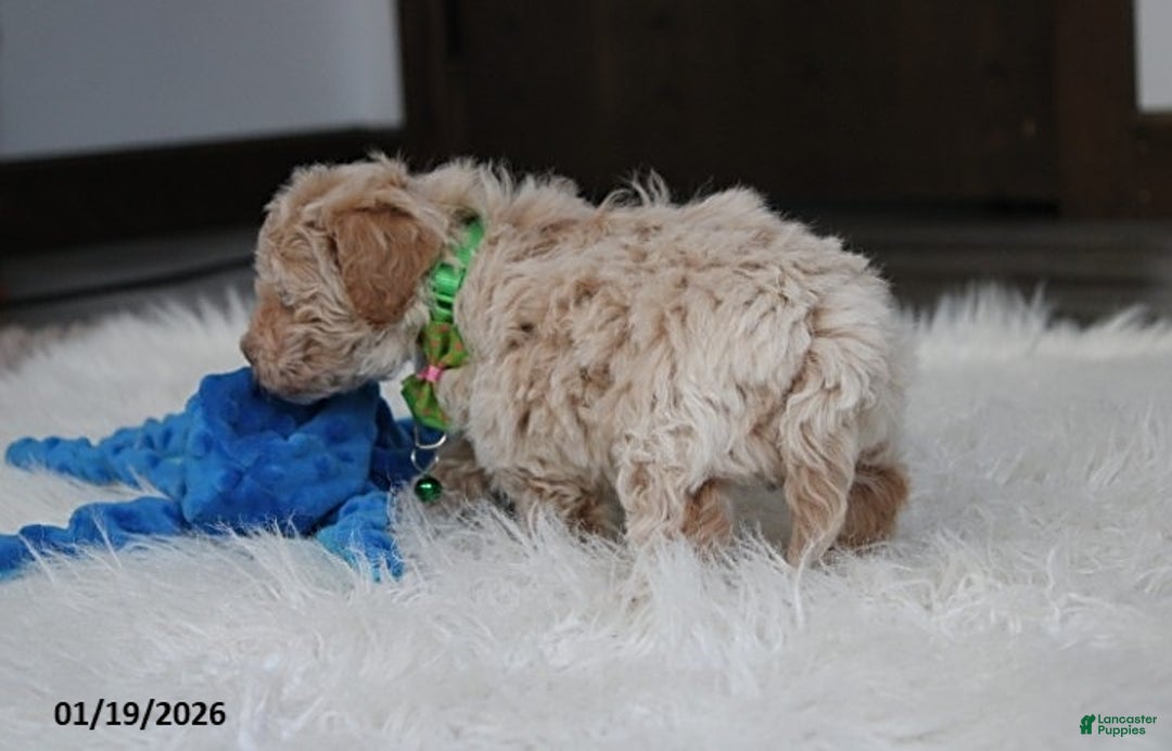 Bichpoo dogs for sale: Rio - Ad 7