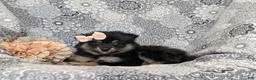 Pomeranian dogs for sale: Brooke - Ad 4