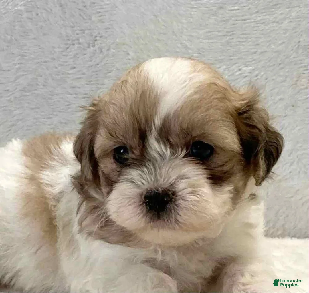Shih Tzu dogs for sale: Finn - Ad 1